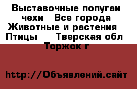 Выставочные попугаи чехи - Все города Животные и растения » Птицы   . Тверская обл.,Торжок г.